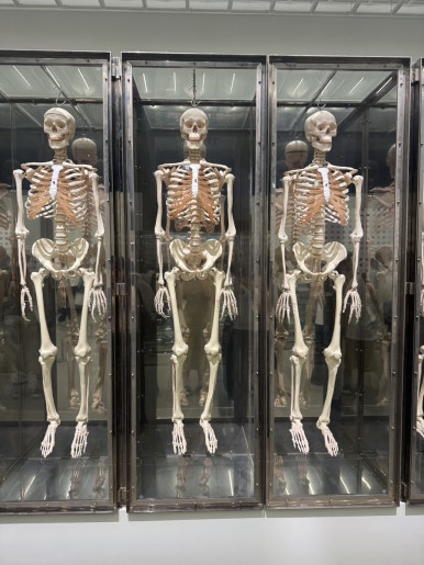 【ソウル展示】ダミアン・ハースト展：国立現代美術館で触れる生と死の衝撃の画像22